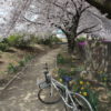 桜満開の谷地沼親水ふるさと公園