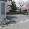 真光寺のしだれ桜もなかなかです