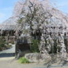 しだれ桜が見頃の慈眼寺へ
