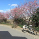 サイクリングロード沿いに梅の花