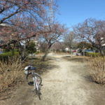 みろく緑地公園の河津桜はまだちょっと