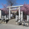 鏡神社の河津桜が見頃です
