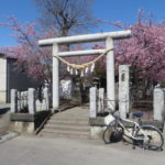 鏡神社の河津桜が見頃です