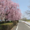 利根川サイクリングロード沿いのしだれ桜