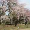 敷島公園のしだれ桜が咲きだしました