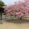 市之坪公園の河津桜、まだ見頃です。