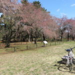 敷島公園の枝垂れ桜
