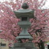 白井宿の八重桜は