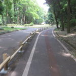 井野川沿いのサイクリングロードを走って