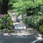石倉町、紫陽花の小道