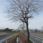 ナンキンハゼのパチパチ