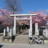 鏡神社の河津桜も見頃を迎えてました