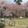 敷島公園のしだれ桜