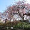 市之坪公園の河津桜がだいぶ咲いてきました