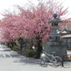白井宿の八重桜は見頃でした。