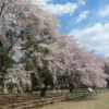 敷島公園のしだれ桜が満開に