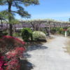 須賀の園の「藤まつり」へ