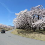 相馬原駐屯地は桜が満開でした