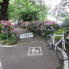 前橋市石倉町緑公園の紫陽花、見頃です。