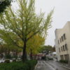 色づく街路樹と下村善太郎像