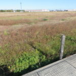 IKEA建設予定地は変化ナシ