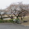敷島公園近くの河津桜も咲き出してました