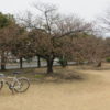 市之坪公園の河津桜が咲きだしました