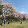 敷島公園の枝垂桜が