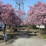 みろく緑地公園の河津桜が見頃に