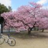 満開になった市之坪公園の河津桜