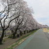烏川・碓氷川サイクリングロード沿いの桜