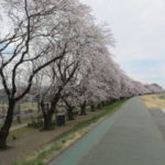 烏川・碓氷川サイクリングロード沿いの桜