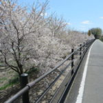 利根川サイクリングロード沿いの桜