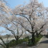 利根川沿いの桜並木