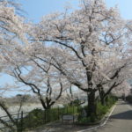 利根川沿いの桜並木