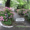 前橋市石倉町の緑公園の紫陽花は