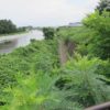 井野川サイクリングロードは復旧工事も終わり