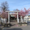 鏡神社にも河津桜が咲いていました