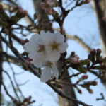 河津桜が満開です^^