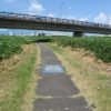 桃ノ木川サイクリングロードの巨大なアカメヤナギ