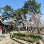 菅原神社の梅が見頃です