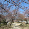 河津桜も咲き始めましたね