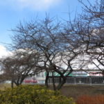 敷島公園の河津桜は？