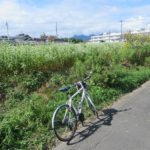 井野川サイクリングロード沿いには、まだ蕎麦の花が