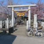 鏡神社の河津桜はだいぶ見頃になりメジロも
