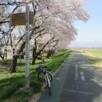 烏川・碓氷川サイクリングロードの桜が満開