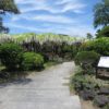 須賀の園の白いノダフジ