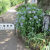 石倉町の紫陽花の小径