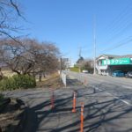 国体道路沿いの河津桜は、まだ