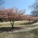 南町公園の桜